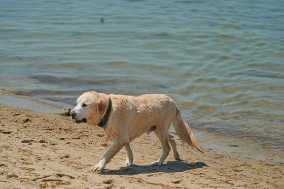 Beach Barks Dog Park