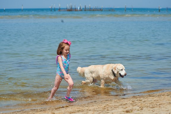 Sandy Paws Dog Beach