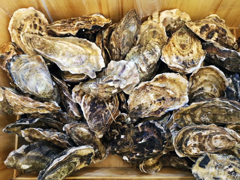Your Guide to Oysters on Virginia's Eastern Shore
