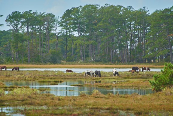 Visit Assateague Island to see the famous Chincoteague ponies.