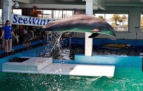 Clearwater Marine Aquarium