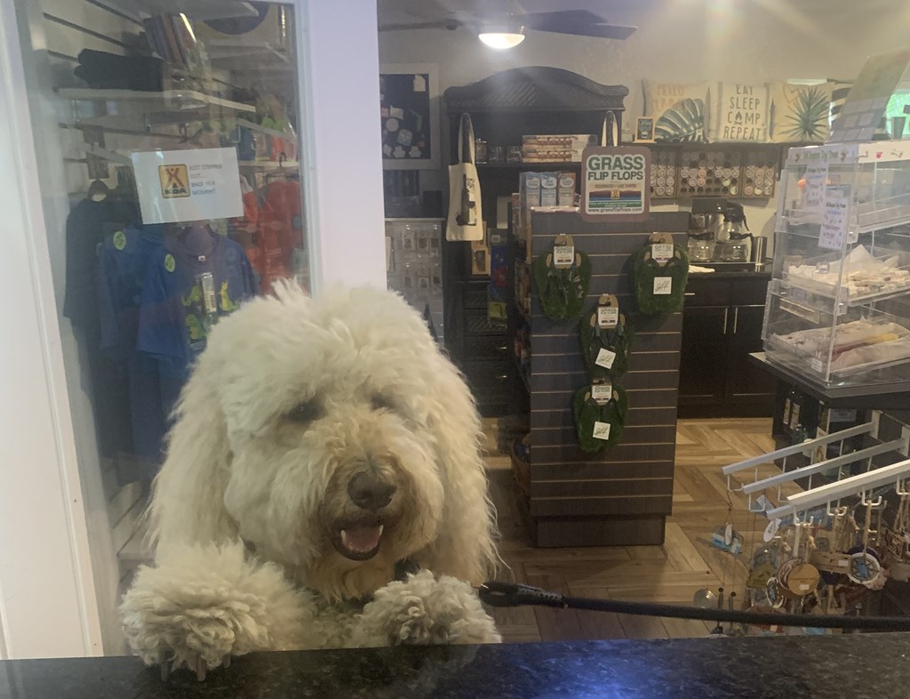 🐾 Paws on the Road: RVing with Pets