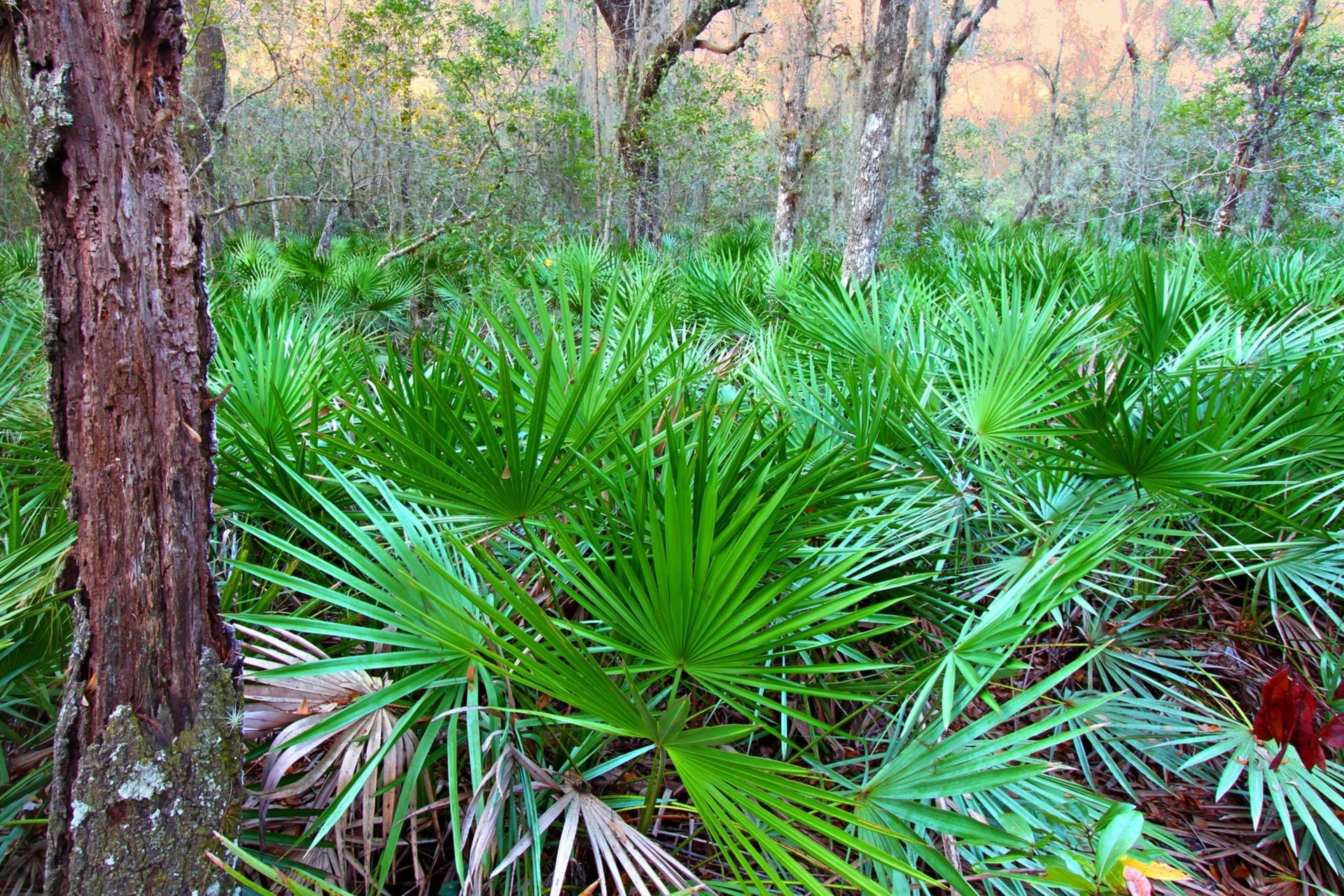 Nature Plant Walk Photo