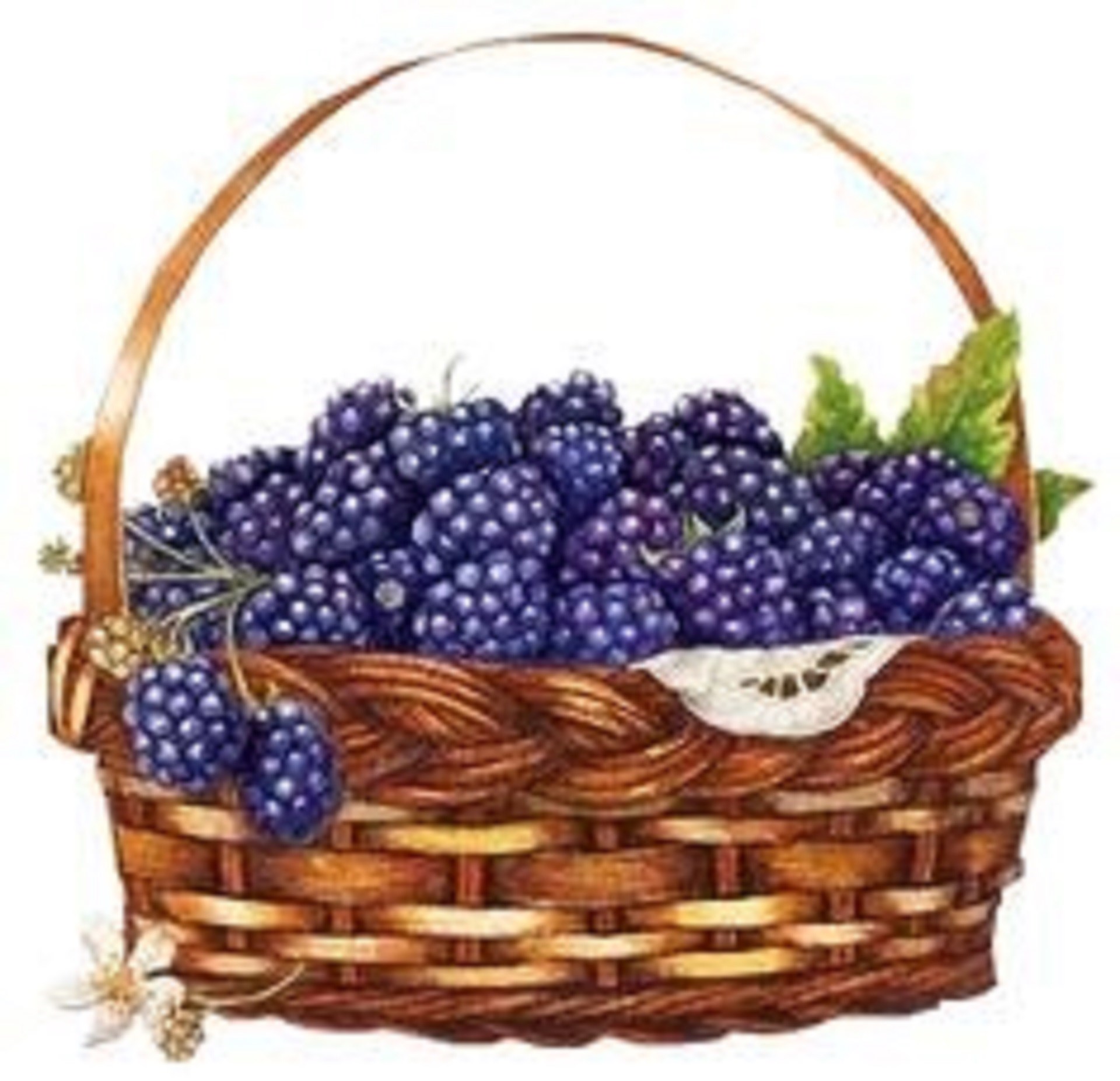 Blackberry Festival Photo