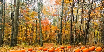 Boo Fest &amp; Haunted Woods + HUGE savings!