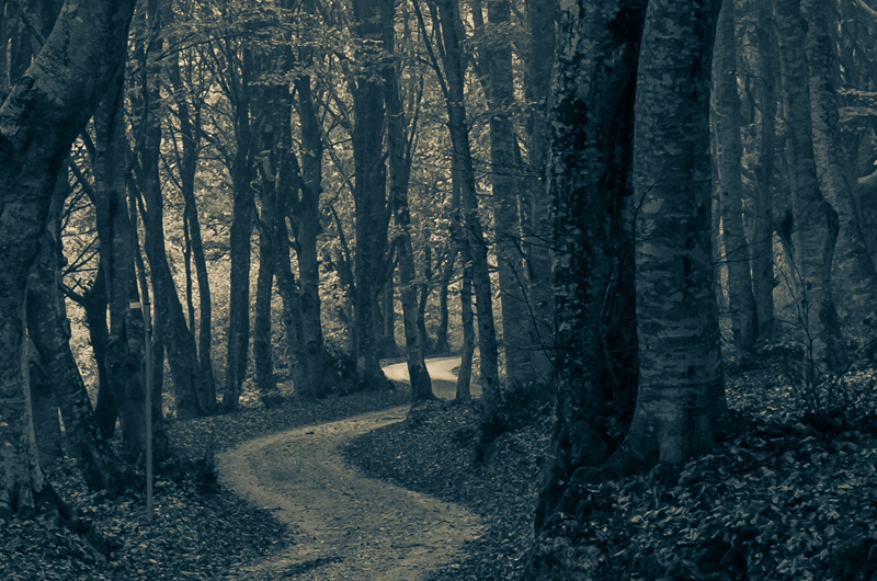 Haunted Woods & Boo Fest Photo