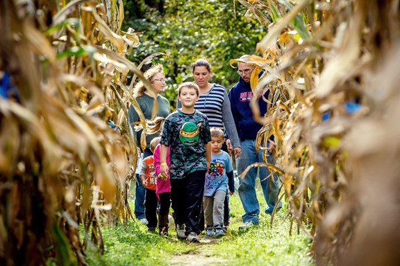 Giant Corn Maze - Fall Season