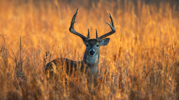 Best Public Hunting in Ohio