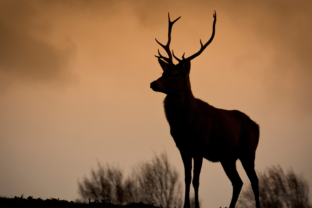 Coshocton County: Ohio's Deer Hunting Haven