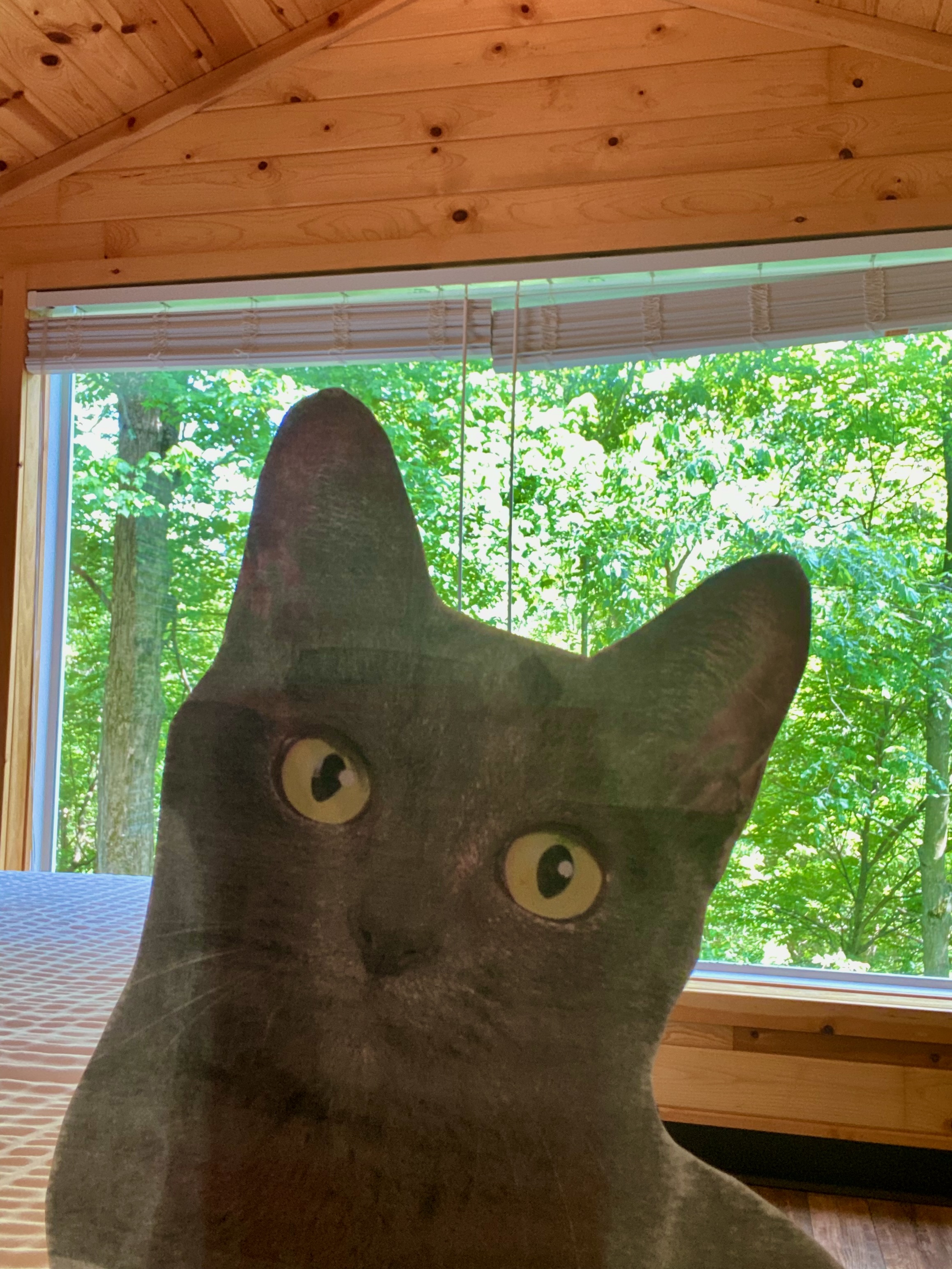 Stay in our PetFriendly Woodland Cabin