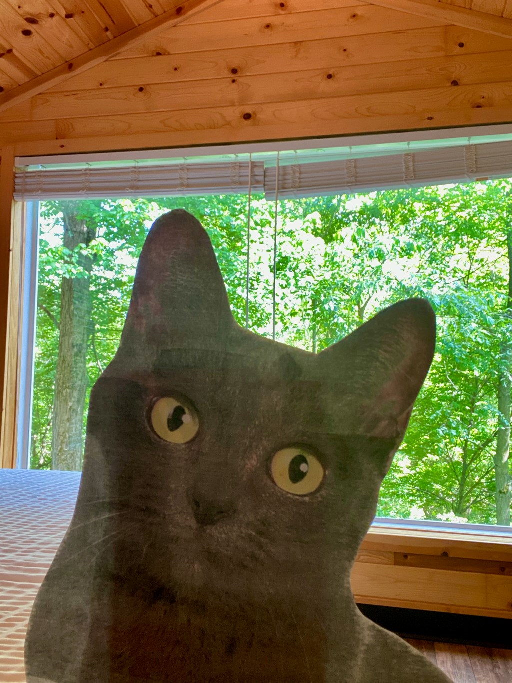 Stay in our Pet-Friendly Woodland Cabin
