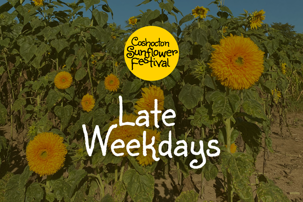 Late Weekdays - Coshocton Sunflower Festival Photo