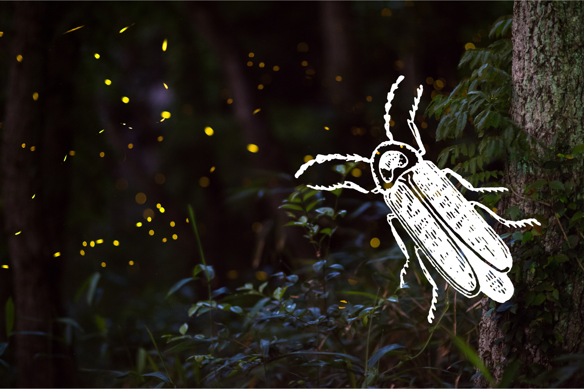Lightning Bug Weekend Photo