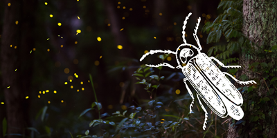 Lightning Bug Weekend