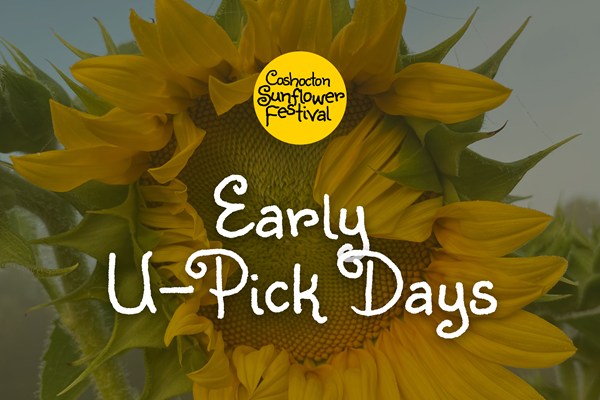 Early U-Pick Days - Coshocton Sunflower Festival Photo