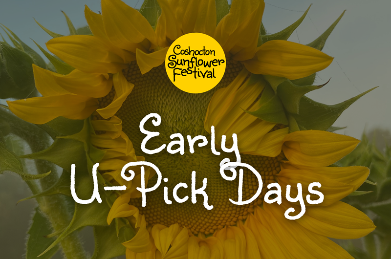 Early U-Pick Days - Coshocton Sunflower Festival Photo