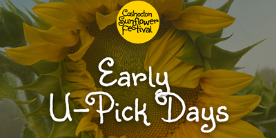 Early U-Pick Days - Coshocton Sunflower Festival