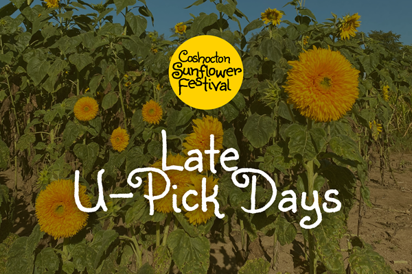 Late U-Pick Days - Coshocton Sunflower Festival Photo