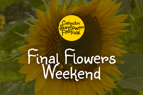 Final Flowers Weekend - Coshocton Sunflower Festival Photo