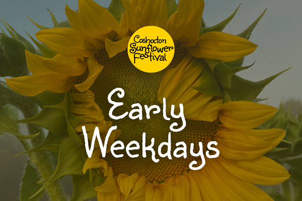 Early Weekdays - Coshocton Sunflower Festival Photo