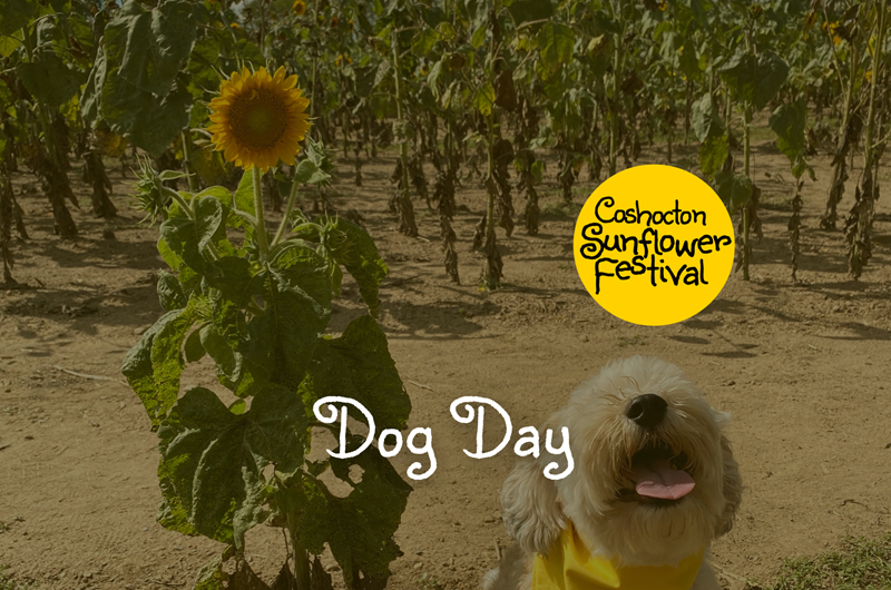 Dog Day - Coshocton Sunflower Festival Photo