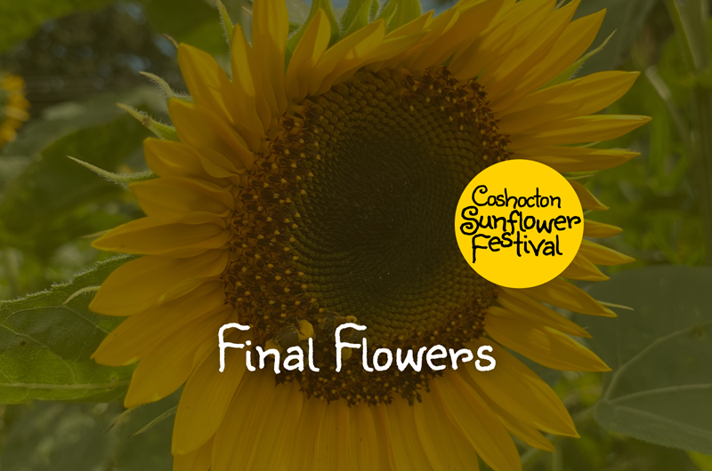 Final Flowers Weekend - Coshocton Sunflower Festival Photo
