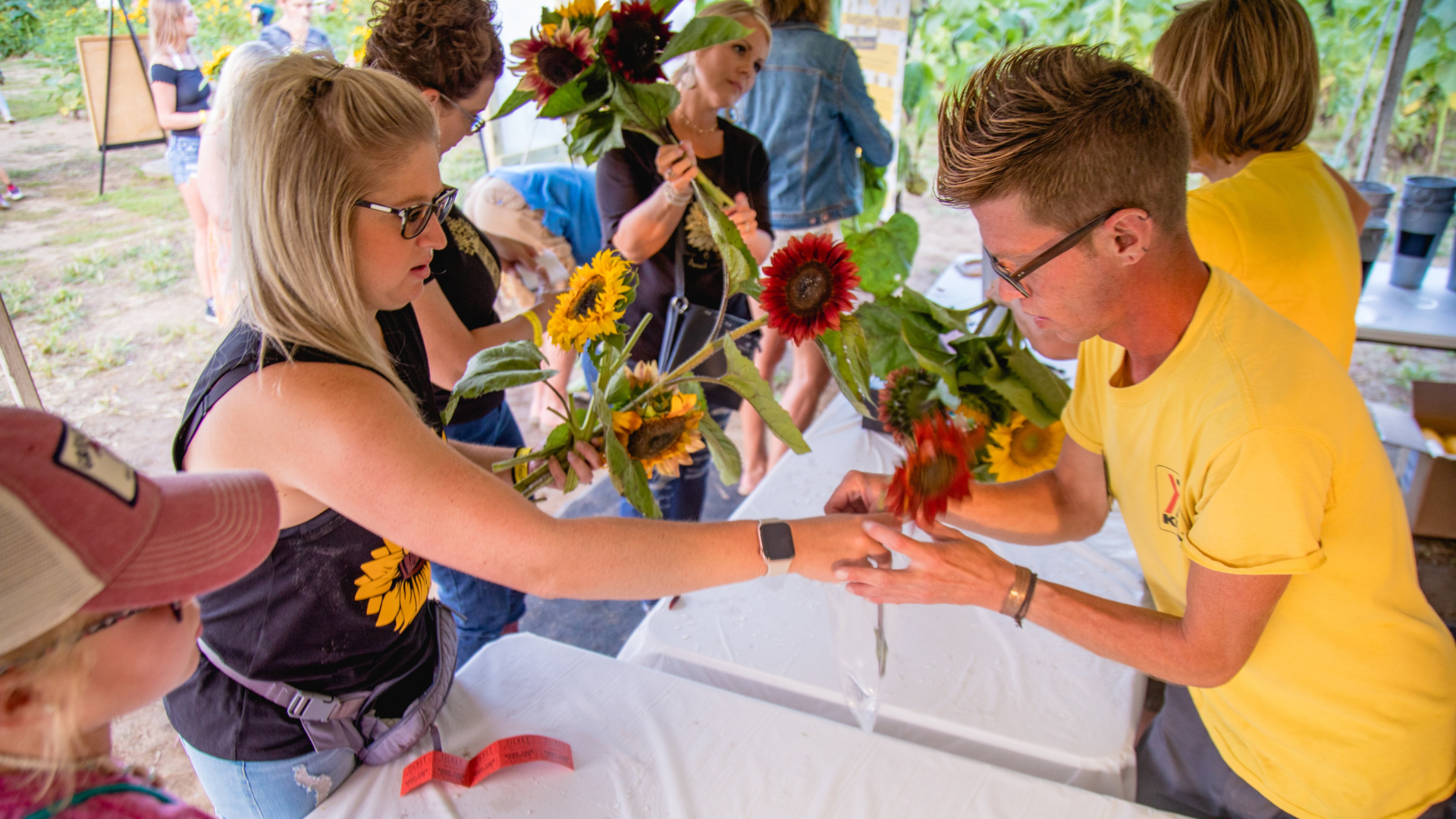 Coshocton Sunflower Festival: Sunflowers & Fairs Photo