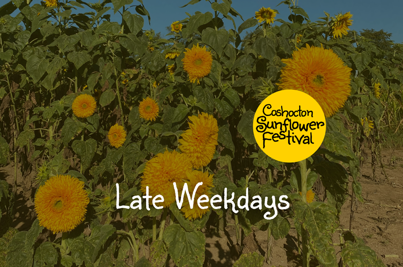 Late Weekdays - Coshocton Sunflower Festival Photo