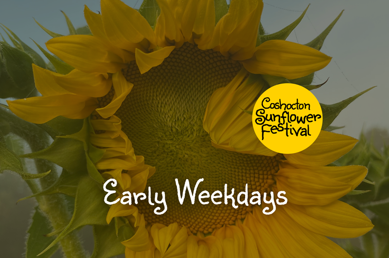 Early Weekdays - Coshocton Sunflower Festival Photo