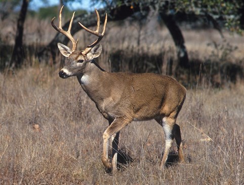 Hunter's Weekly Deal Photo