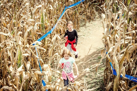 Corn Maze 2016