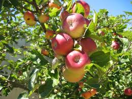 Tree-Mendus Fruit Farms