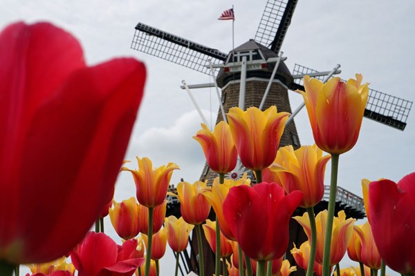 Tulip Time Festival, Holland, Michigan Photo