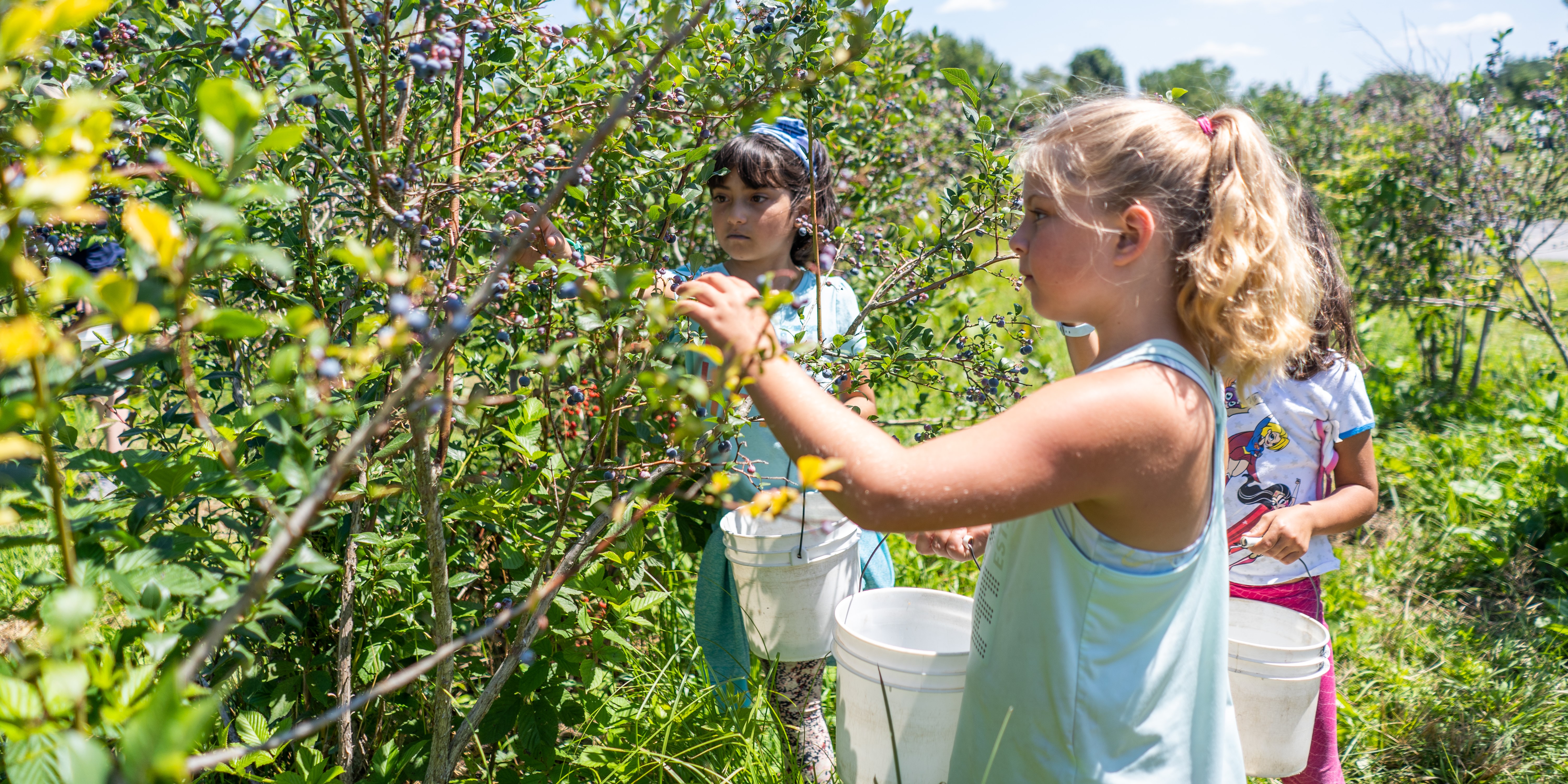 Blueberry Patch