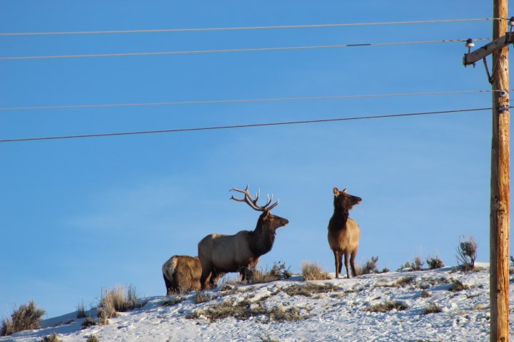 Pronghorn, Moose, Deer & Elk Hunting Photo