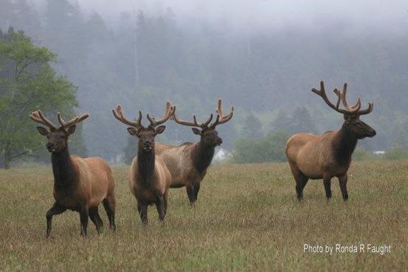 Elk Viewing and Bird Watching