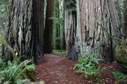 Redwood Forest