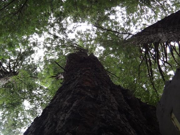 Redwood National Park (2 miles)