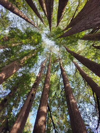 Crescent City / Redwoods KOA Holiday