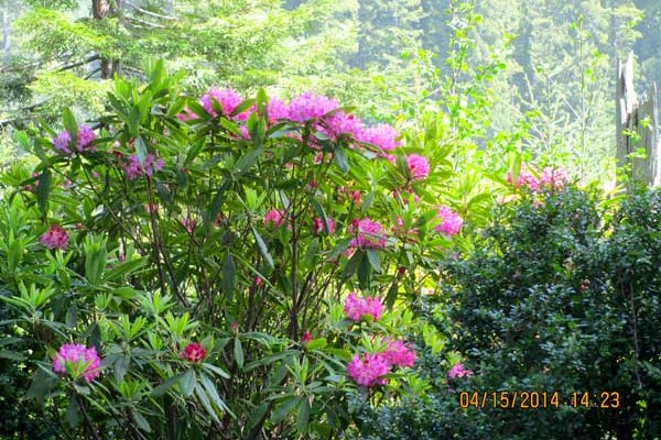 Wild Rhododendrons in Full Color Photo