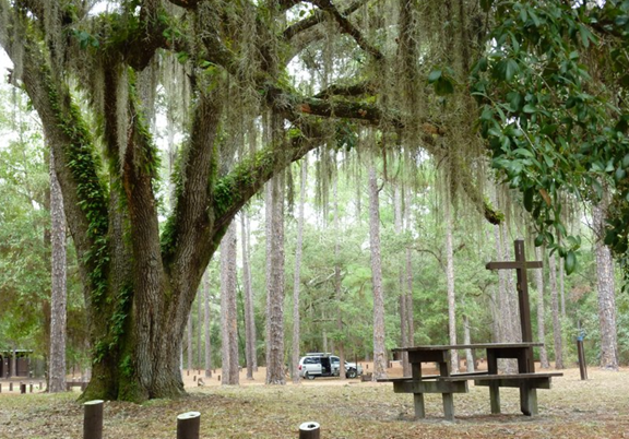 Withlacoochee State Forest