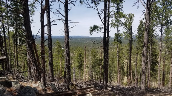 Trail Hiking, Biking and Running. Wabash Springs.