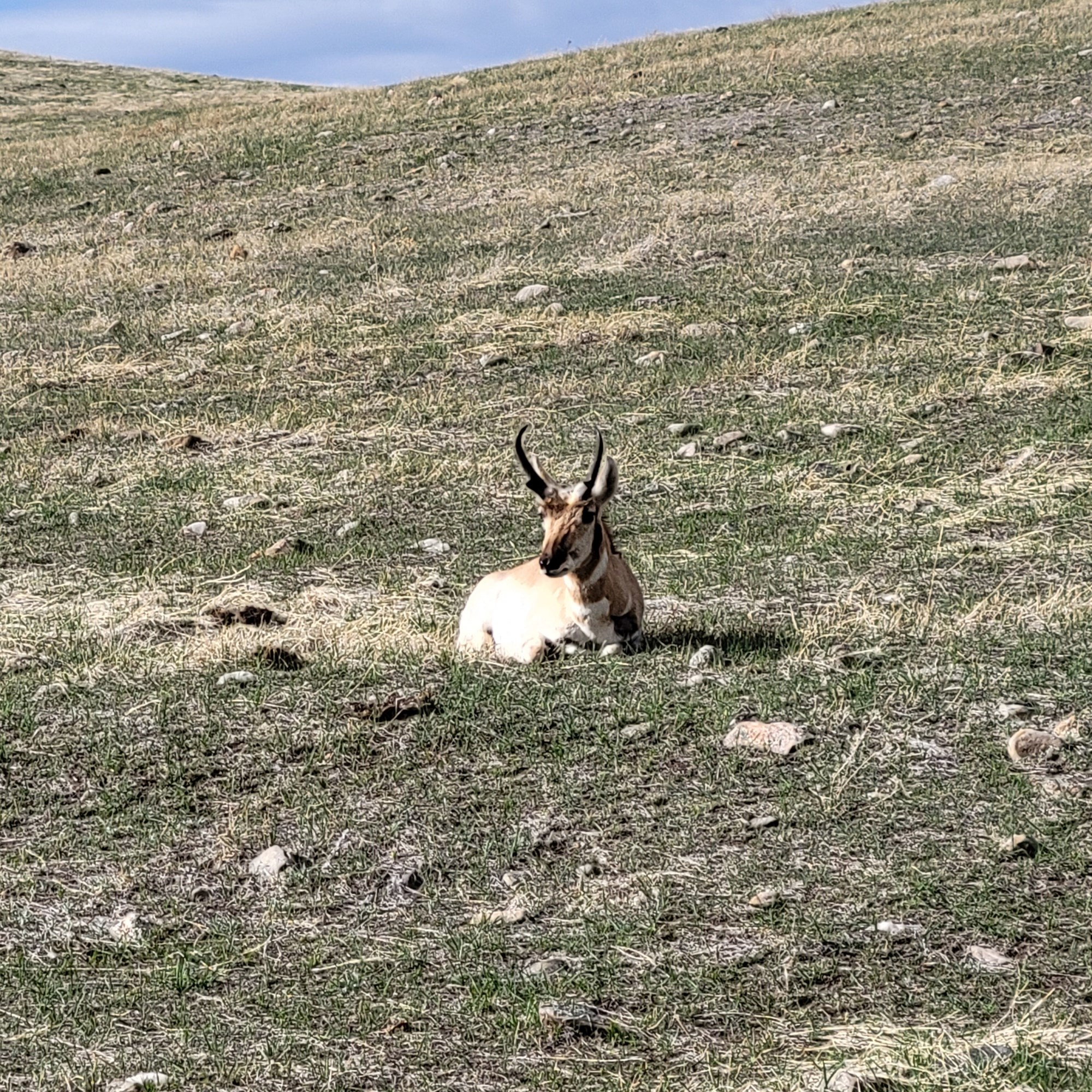 Custer, South Dakota Campground Custer / Mount Rushmore / Black Hills