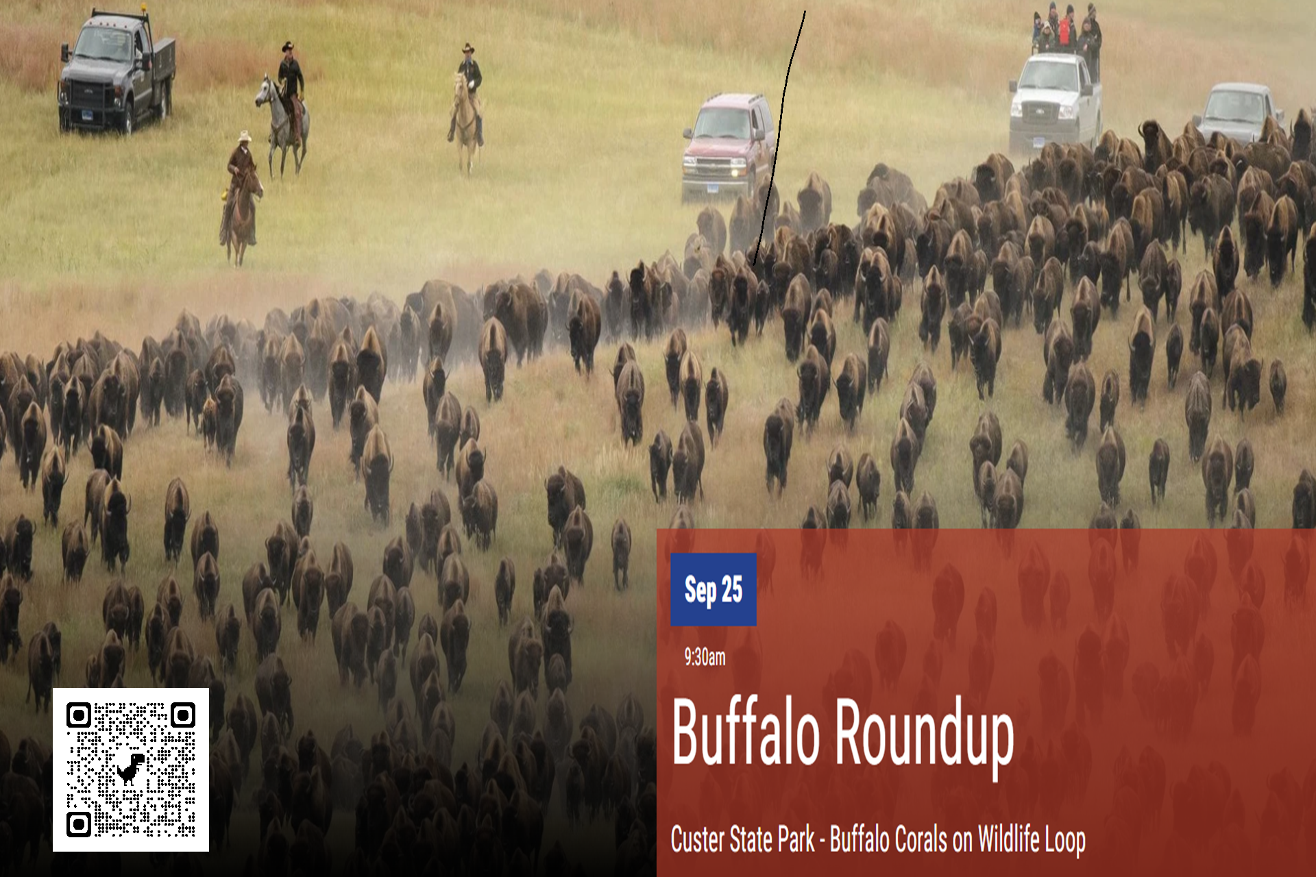 Buffalo Roundup Photo