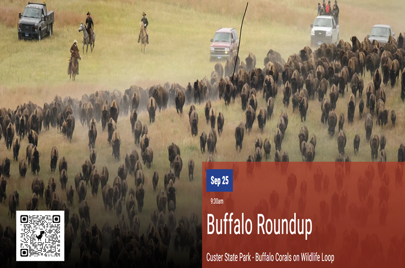 Buffalo Roundup Photo