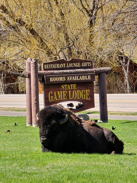 Custer / Crazy Horse / Black Hills KOA Holiday