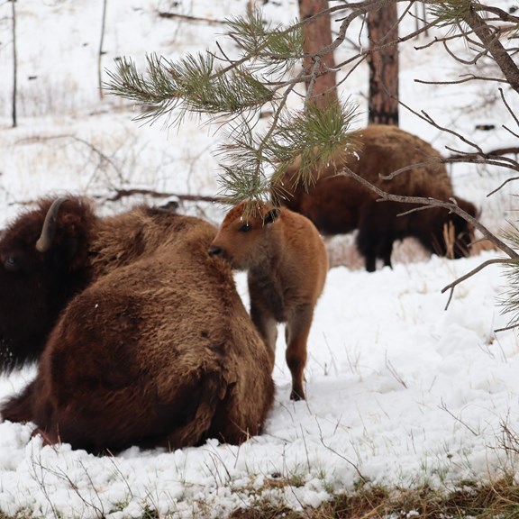 Buffalo winter grazing