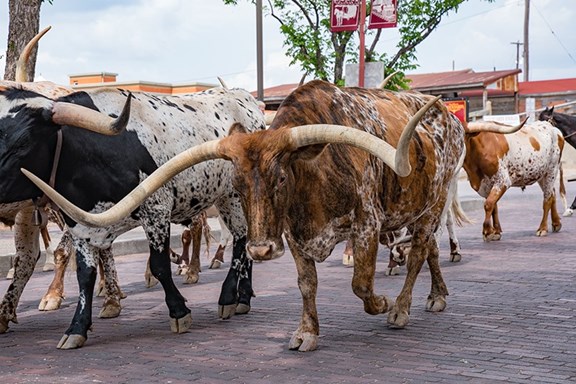 Ft. Worth's Stockyards - A Western Destination