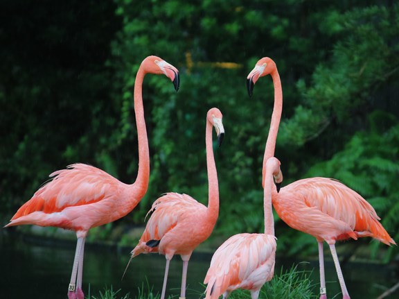 Flamingo Gardens