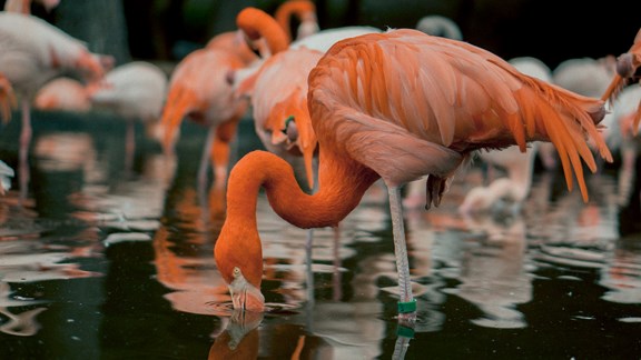 Flamingo Gardens Wildlife Sanctuary & Botanical Garden